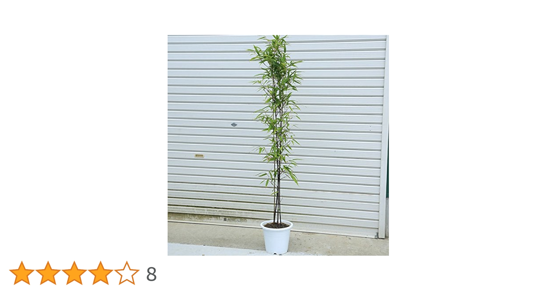 黒竹　高さ約120センチ 緑の葉 白ポット Amazon | 庭木：黒竹（くろちく） 樹高：100cm 全高120cm
